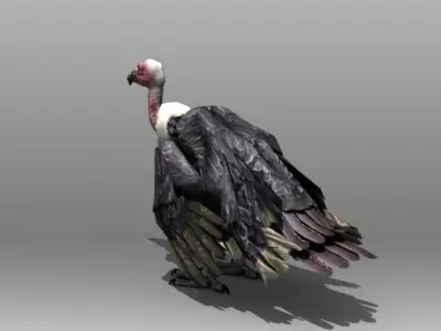 Vulture turkey Low-poly 3D model