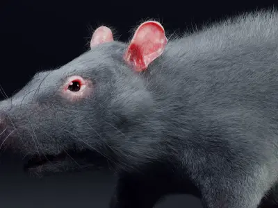 Rat model Low-poly 3D model