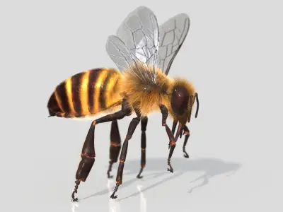 HONEYBEE XGEN CORE ANIMATED 3D model