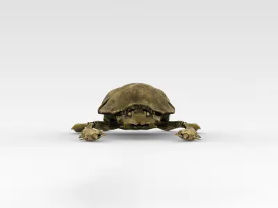 Golden scarab 3D model