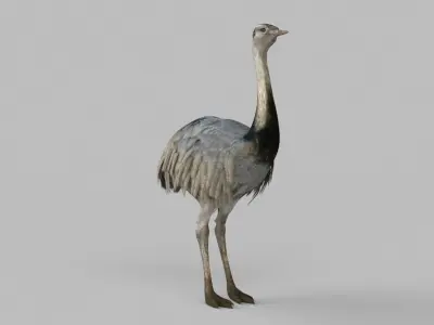 3D model Emu Bird 3D model