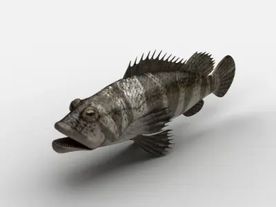 Grouper Epinephelussp Rockfish Low-poly 3D model