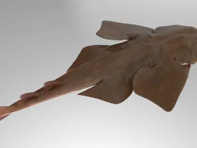 Japanese Angelshark 3D model