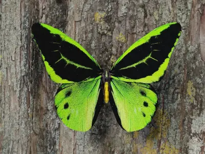 Green Birdwing Butterfly Low-poly 3D model