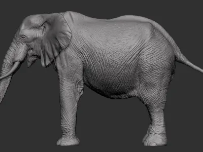 High detail African Elephant Sculpt 3D model