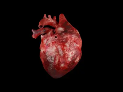 Heart human Low-poly 3D model