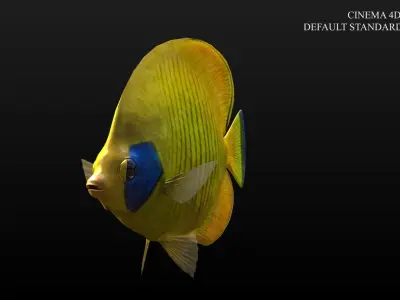 Bluecheek Butterflyfish Low-poly 3D model