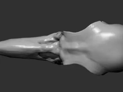 High Poly Raven Skull Sculpt Free 3D model