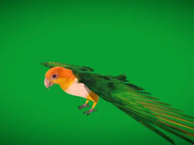 Yellow Thighed Parrot Bird Low-poly 3D model