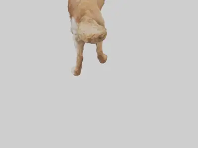 Cocker Spaniel retrieving model 3D model