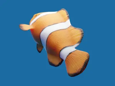 Realistic anemone clownfish ocean reef fish rigged  Low-poly 3D model