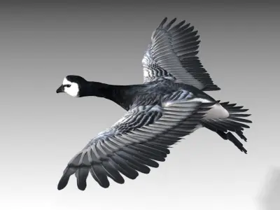 Barnacle Goose 3D model