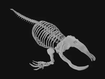 Bowhead Whale Skeleton 3D model
