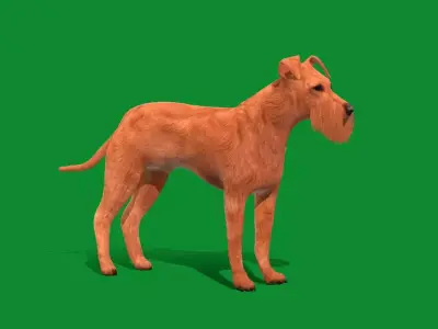 Irish Terrier Dog Free low-poly 3D model