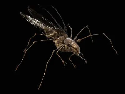 LandBug5 A1 Low-poly 3D model