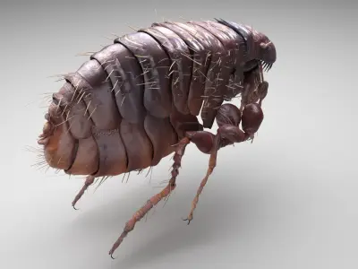 Jumping Flea 3D model