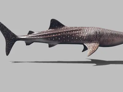 Real Whale Shark 8K - 3d animated 3D model