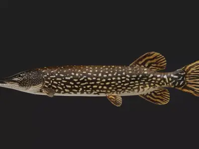 Pike fish Low-poly 3D model