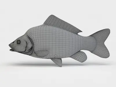 Mirror Carp Fish Cyprinus Carpio 3D model