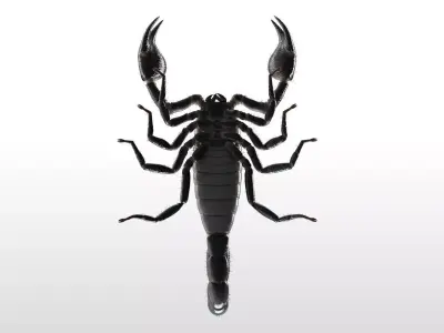 Scorpion insect Low-poly 3D model