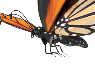 Flying Monarch Butterfly 3D model