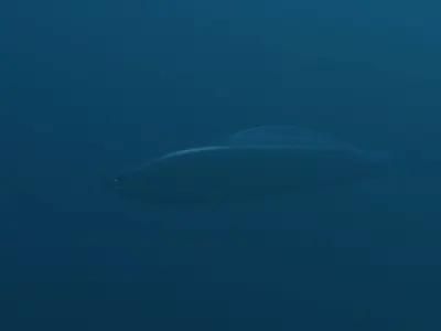 Haikouichthys Extinct Cambrian Fish Free low-poly 3D model