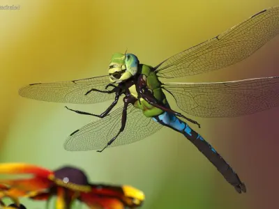 Rigged Flying Insects Collection 3 for Maya 3D model