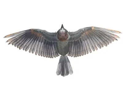 Sparrow Bird Rigged 3d model Free low-poly 3D model