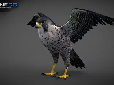 Animated Falcon 3D model