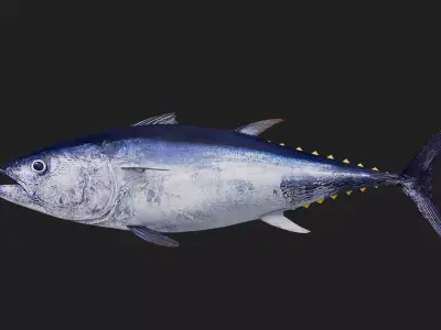 Tuna fish Low-poly 3D model