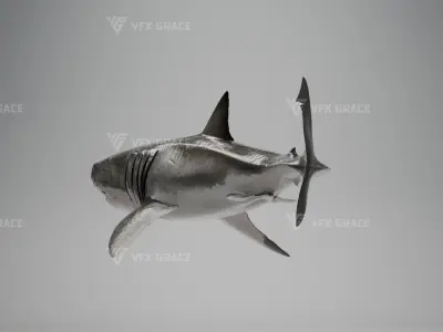 Great White Shark Animation - VFX Grace 3D model