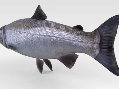 Salmon Fish 3D model