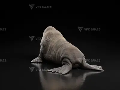 Walrus Animation - Blender 3D model