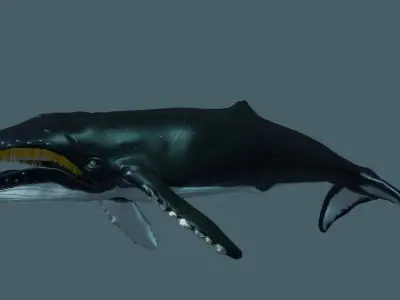 Humpback Whale rigged animated 3D model