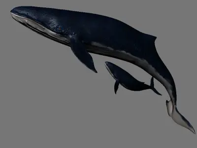 Blue Whales sea animals calves simple animal 3D model