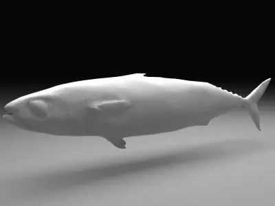 Mackerel fish  little tuna 3d model Low-poly 3D model