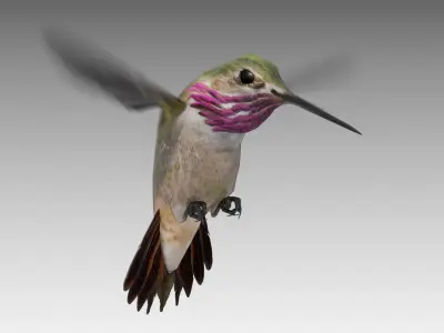 Calliope Hummingbird Low-poly 3D model
