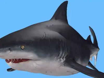 SHARK FISH RIGGED ANIMATED 4 Low-poly 3D model