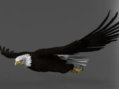 Realistic Bald Eagle Animated Rigged 3D model
