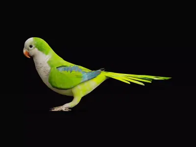 Monk Quaker Parrot Bird Low-poly 3D model