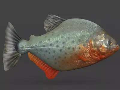 Piranha Fish 3D model