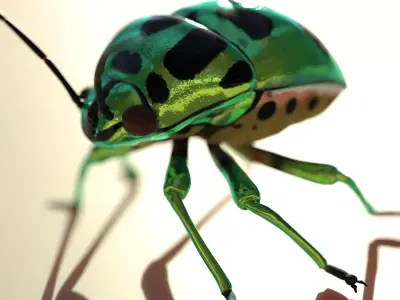 Jewel Bug Chrysocoris stollii Low-poly 3D model