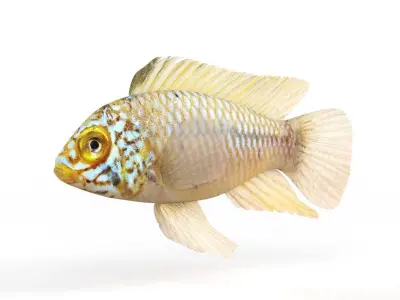 Cichlid Fish 3D model