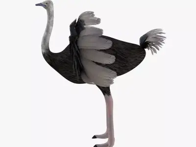 Ostrich bird rigged 3d model Low-poly 3D model