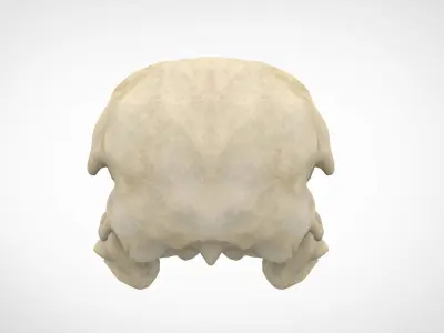 Eagle Skulls 3D model