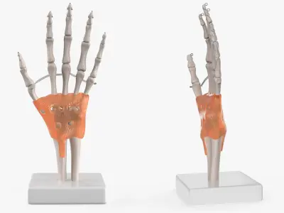 Anatomical Wrist Joint Model with Flexor Retinaculum 3D model