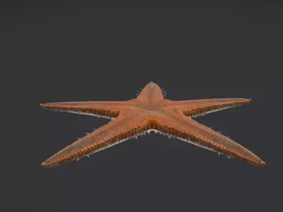 Realistic Sea Star - Starfish  Animated 3D model