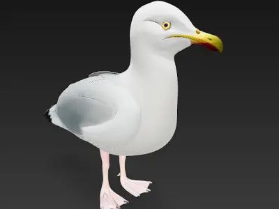Seagull 3D Model Basic - Low Poly Simple Low-poly 3D model