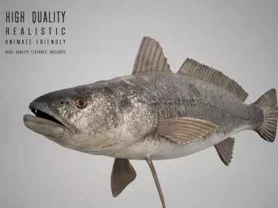 Tigertooth Fish 3D model