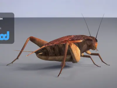 Cricket 3D model